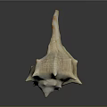 Conch Shell Marine Animal With Spiral Shape Spiked Edges Cream Orange Color Shiny Surface