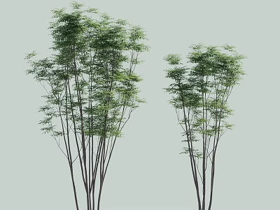 Lush Bamboo Plants With Slender Stems And Green Leaves Against Light Gray Background 3d model