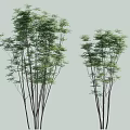 Lush Bamboo Plants With Slender Stems And Green Leaves Against Light Gray Background