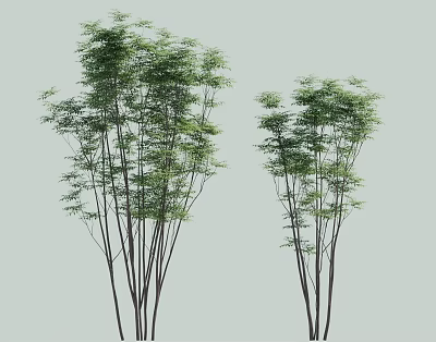 Lush Bamboo Plants With Slender Stems And Green Leaves Against Light Gray Background 3d model