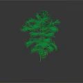 Isolated Green Needle Tree With Slender Trunk And Natural Branch Distribution Against White Background
