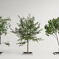 Modern Tree Pool Landscape Tree Arbor Street Tree 3d model