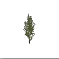 Tall Arbor With Lush Green Leaves Strong Trunk And Dense Foliage