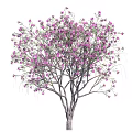 Lush Blooming Arbor With Vibrant Purple Flowers And Graceful Branches