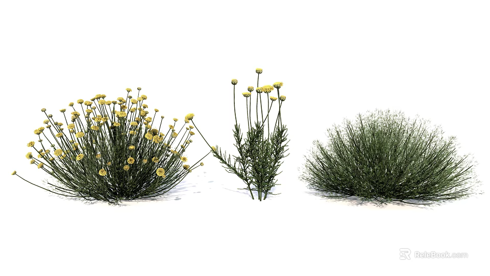Bushy and Tall Garden Plants With Yellow Flowers and Green Grass Like Foliage 3d model 