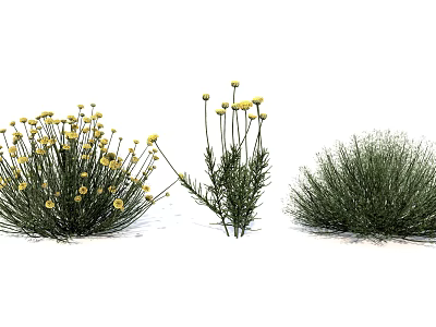Bushy and Tall Garden Plants With Yellow Flowers and Green Grass Like Foliage 3d model