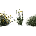 Bushy and Tall Garden Plants With Yellow Flowers and Green Grass Like Foliage