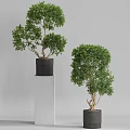 Modern Garden Ornaments with Potted Trees in Black Pots on White Pillars