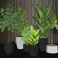 Bonsai Potted Plants With Various Leafy Greenery In Modern Indoor Colorful Pots