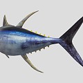 Yellowfin Tuna 3d model