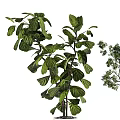 Bonsai Potted Plants With Lush Green Foliage And Various Stylish Pots For Indoor Home Decoration