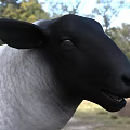 Black And White Sheep Standing On Green Grassland With Trees Background