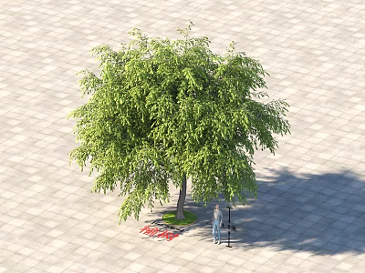 Lush Green Tree With Dense Canopy Standing On Paved Ground And Person Nearby 3d model