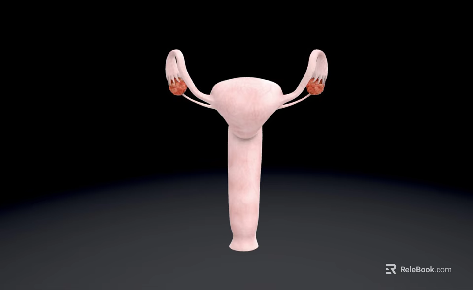 3D Pelvic Organs Anatomical Structure Showing Uterus Fallopian Tubes and Ovaries 3d model 