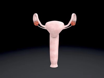 3D Pelvic Organs Anatomical Structure Showing Uterus Fallopian Tubes and Ovaries 3d model