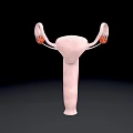 3D Pelvic Organs Anatomical Structure Showing Uterus Fallopian Tubes and Ovaries