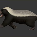 Honey Badger With Black And White Fur Open Mouth Sharp Teeth And Claws