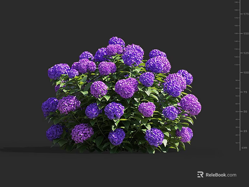 Vibrant Purple Hydrangea Flowers With Lush Green Leaves In Full Bloom 3d model 