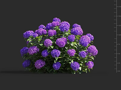 Vibrant Purple Hydrangea Flowers With Lush Green Leaves In Full Bloom 3d model