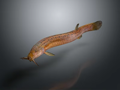 Brown Striped Aquatic Animal With Slender Body Fins And Barbels Underwater 3d model