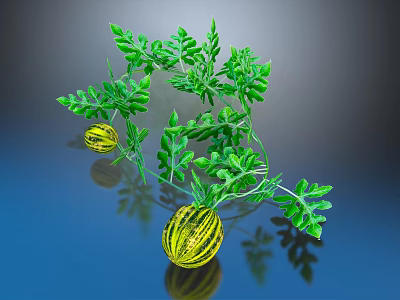 Fresh Striped Melons with Green Vines and Leaves on Blue Background with Reflection 3d model
