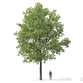 Tall Green Shrubs With Lush Foliage And Person For Scale Detailed Leaf View
