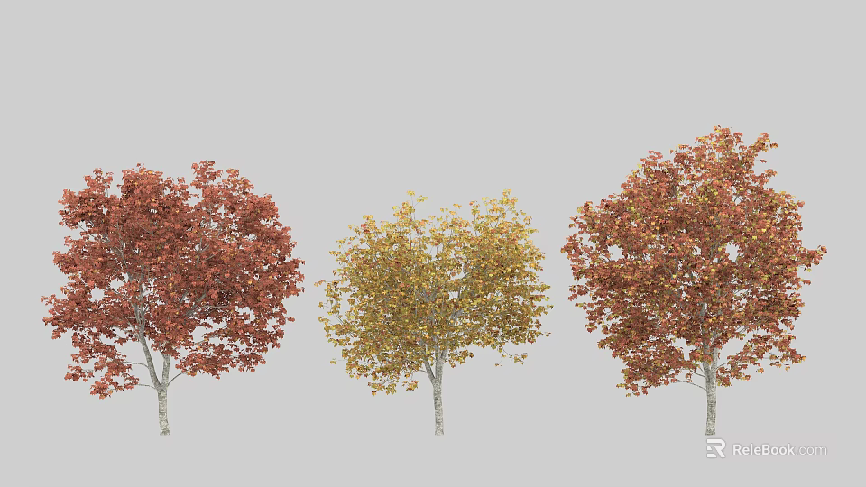 Deciduous Trees With Red Yellow and Russet Foliage And White Trunks Against Grey Background 3d model 