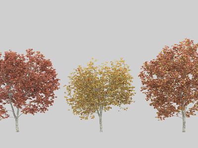 Deciduous Trees With Red Yellow and Russet Foliage And White Trunks Against Grey Background 3d model