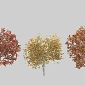 Deciduous Trees With Red Yellow and Russet Foliage And White Trunks Against Grey Background