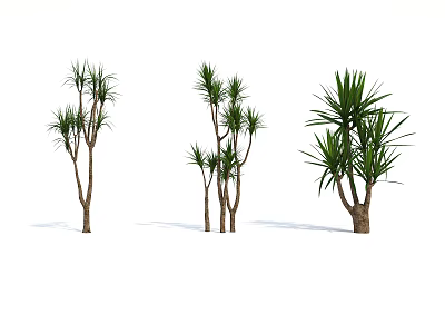 Three Different Yucca Plants With Tall Trunks And Green Leaves For Indoor Landscaping 3d model