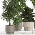 Lush Green Potted Plants With Monstera Palm And Fern For Indoor Home Decor
