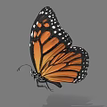 Monarch Butterfly With Vibrant Orange Black Wings And White Spots In Flight
