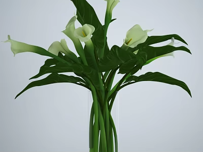 Elegant White Calla Lilies Arrangement With Long Green Stems And Large Leaves In Vase 3d model