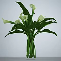 Elegant White Calla Lilies Arrangement With Long Green Stems And Large Leaves In Vase