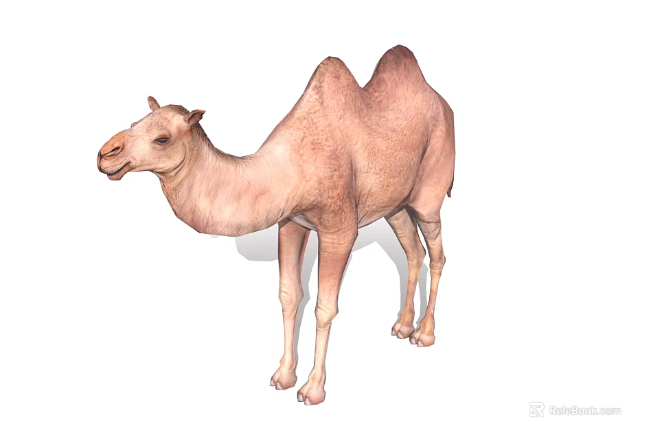 Brown Bactrian Camel Standing Isolated On White Background With Shadow 3d model