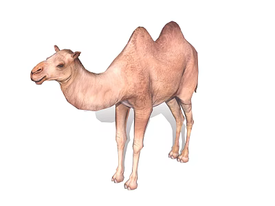 Brown Bactrian Camel Standing Isolated On White Background With Shadow 3d model