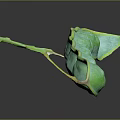 Long Vertical Green Pod Like Structure With Cylindrical Segments Stem On Gray Background And Shiny Reflection