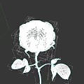 Beautiful Red Rose With Fresh Green Leaves And Stem On Dark Background