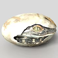 Baby Crocodile Hatchling Emerging from Cracked Egg Shell with Green Eyes