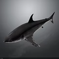 Realistic Gray Shark 3D Model With Detailed Texture And Dorsal Fin On Dark Background