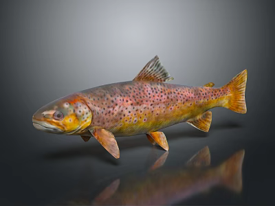 Colorful Spotted Rainbow Trout With Brown And Yellow Body On Gray Background 3d model