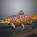Colorful Spotted Rainbow Trout With Brown And Yellow Body On Gray Background