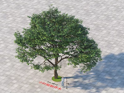 Tall Arbor With Lush Green Foliage And Thick Trunk On Stone Pavement 3d model