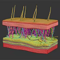 Human Skin Structure with Hair Follicles Layers and Blood Vessels Anatomical Model
