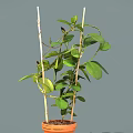 Climbing Potted Plant With Green Leaves And Bamboo Sticks In Orange Pot