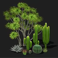 Diverse Green Plants Including Leafy Tree Tall Cacti Round Cactus And Succulents