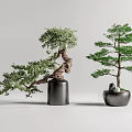 Two Artistic Bonsai Plants With Twisted Branches And Pine Tree In Black Pots