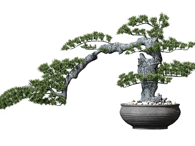 Artistic Pine Bonsai Tree With Curved Trunk In Dark Pot And Pebbles 3d model