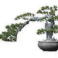 Artistic Pine Bonsai Tree With Curved Trunk In Dark Pot And Pebbles