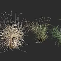 Various Herb Crops In Different Growth Stages With Green And Brown Foliage